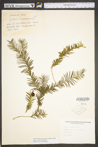 Taxus canadensis image