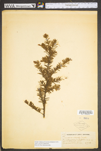 Taxus canadensis image