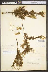 Taxus canadensis image