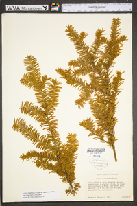 Taxus canadensis image