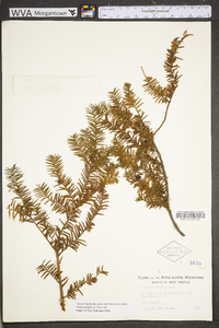 Taxus canadensis image