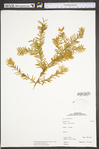 Taxus canadensis image