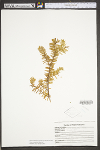 Taxus canadensis image