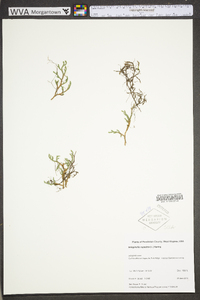 Selaginella rupestris image