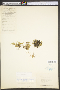 Selaginella rupestris image