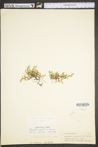 Selaginella rupestris image