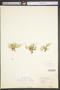 Selaginella rupestris image