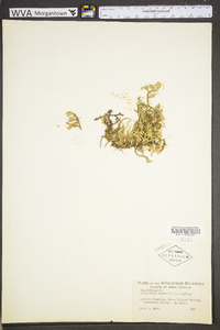 Selaginella rupestris image