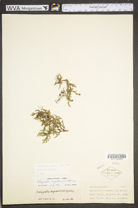 Selaginella rupestris image