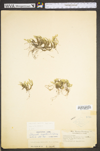 Selaginella rupestris image