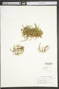 Selaginella rupestris image