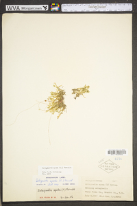 Selaginella apoda image