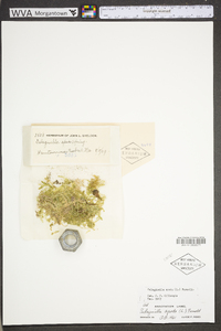 Selaginella apoda image