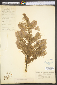 Abies balsamea image