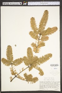 Abies balsamea image