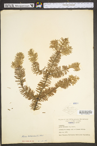 Abies balsamea image