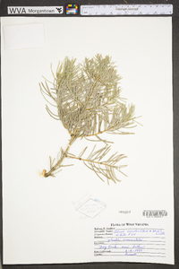 Abies concolor image