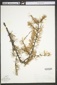 Larix laricina image