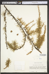 Larix laricina image