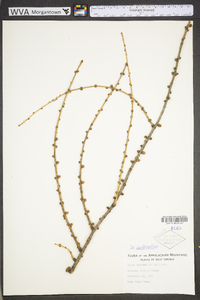 Larix laricina image