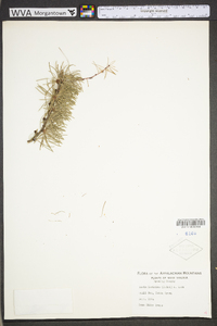 Larix laricina image