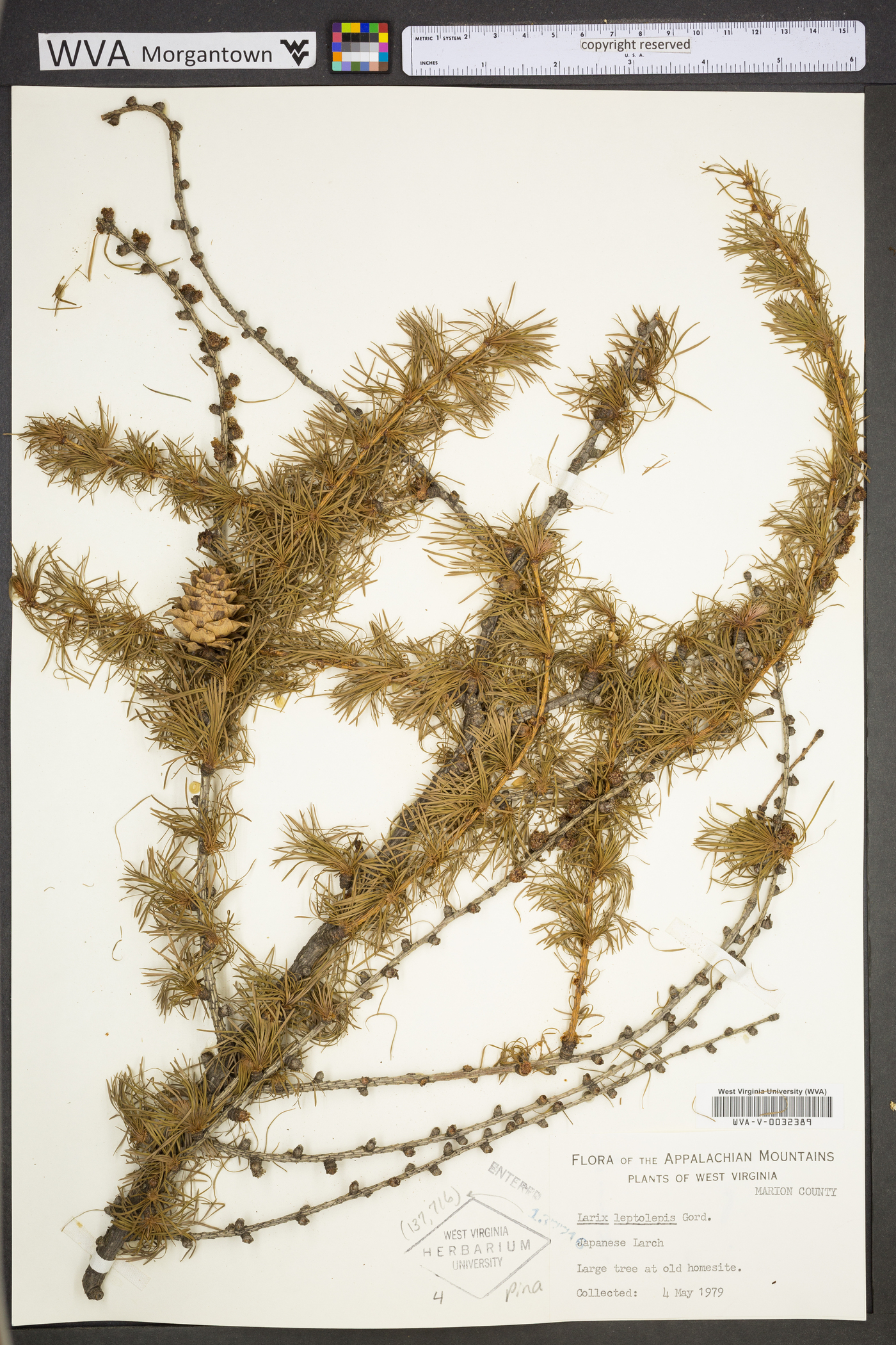 Larix leptolepis image