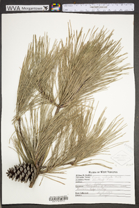 Pinus echinata image