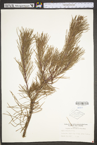 Pinus echinata image