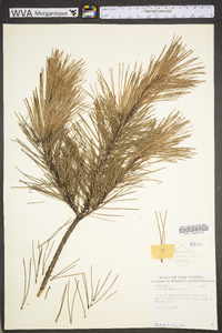 Pinus echinata image