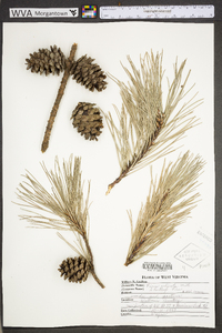 Pinus echinata image