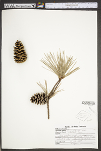 Pinus echinata image