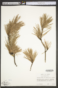 Pinus echinata image