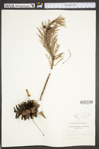 Pinus echinata image