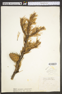 Pinus pungens image