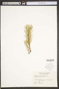 Pinus pungens image