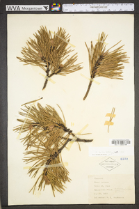 Pinus pungens image