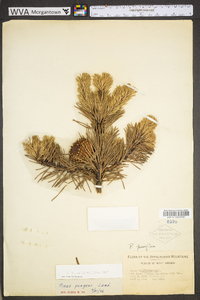 Pinus pungens image