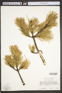 Pinus pungens image