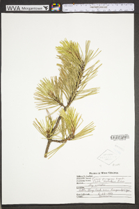 Pinus pungens image