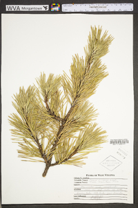 Pinus pungens image