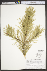 Pinus pungens image