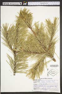 Pinus pungens image