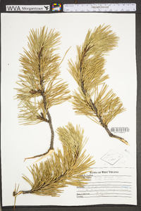 Pinus pungens image