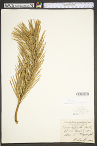 Pinus pungens image