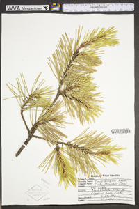 Pinus pungens image