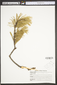 Pinus pungens image