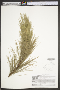 Pinus resinosa image