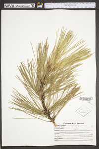 Pinus resinosa image