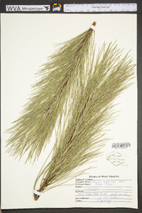 Pinus resinosa image