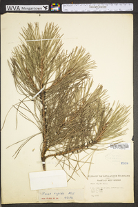 Pinus rigida image